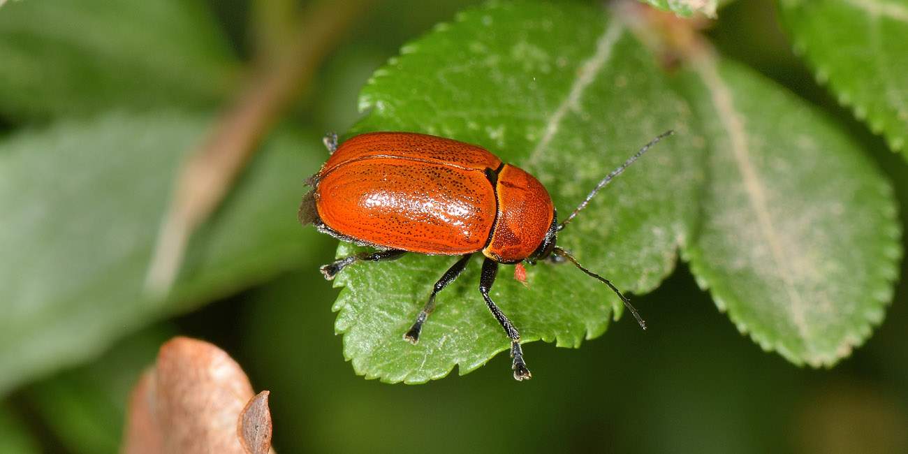 Chrysomelidae, Cryptocephalus coryli? S.
